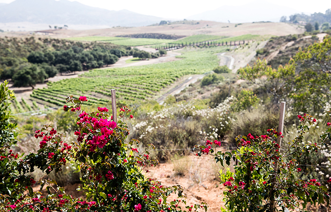 Granite Lion Cellars is a Winery near San Diego.